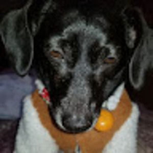 Meet your Posher, Jane